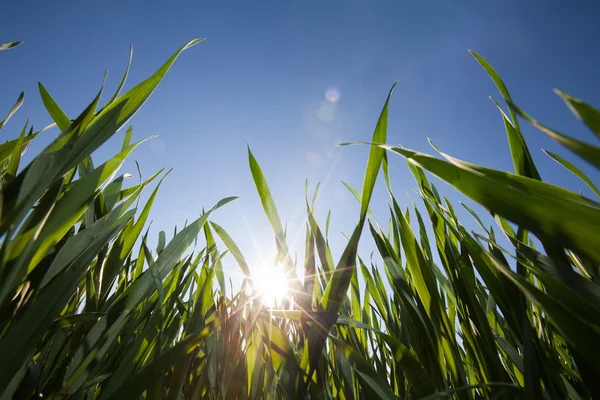 Bild von Gras aus niedrigem Winkel und strahlend blauem Himmel — Stockfoto