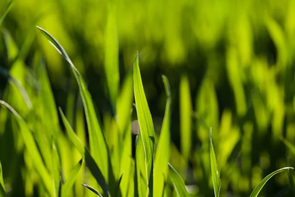 Groen gras — Stockfoto