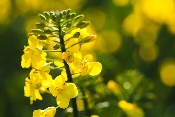 Blommande raps — Stockfoto