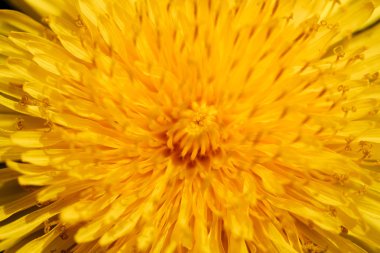 Sarı karahindiba çiçeği