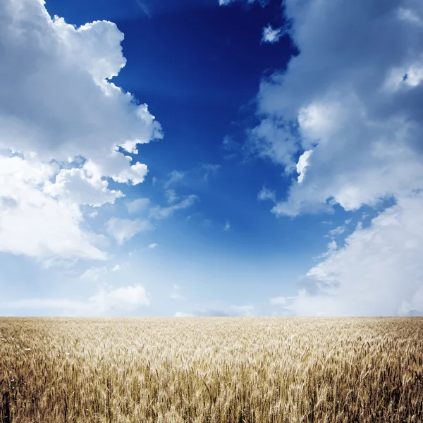 Campo de trigo y cielo azul — Foto de Stock