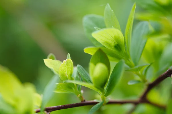 Fondo de hoja verde —  Fotos de Stock