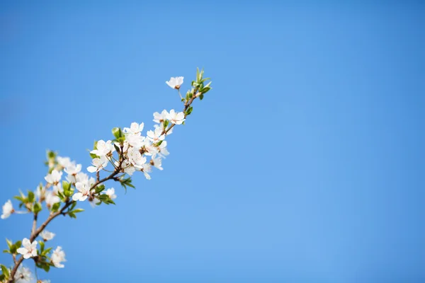 Flores de cerezo de primavera — Foto de Stock