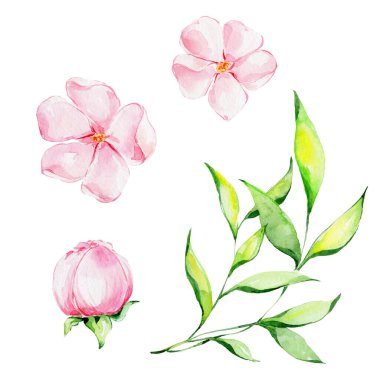 Pembe şefkat çiçekleri ve yeşil yapraklar; suluboya el çizimi resim; beyaz izole arkaplan