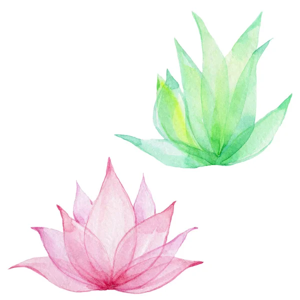 Ensemble Deux Fleurs Lotus Vert Rose Aquarelle Dessin Main Illustration — Photo