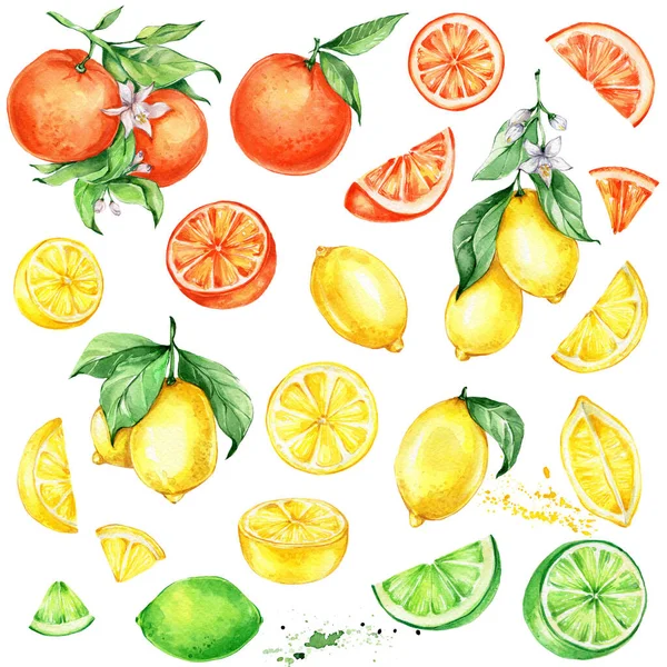 Limonlar, portakallar ve limonlar; suluboya el çizimi örnekleri; mutfak posterleri için kullanılabilir; beyaz izole edilmiş arka plan