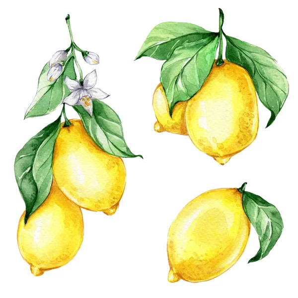 Sarı sulu limon seti; suluboya el çizimi illüstrasyon; mutfak posteri veya kartı için kullanılabilir; beyaz izole edilmiş arka plan
