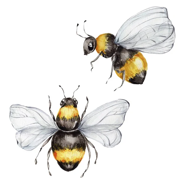 Zwei Bienen Aquarell Handzeichnung Illustration Mit Weißem Isolierten Hintergrund — Stockfoto