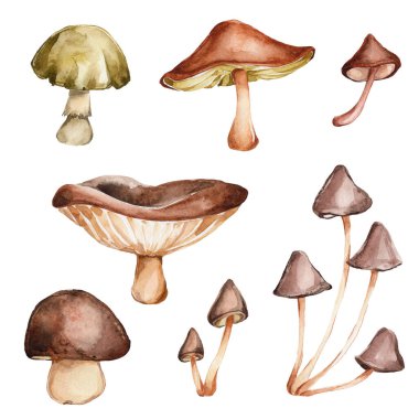 Beyaz arkaplanda izole edilmiş suluboya mantarlar