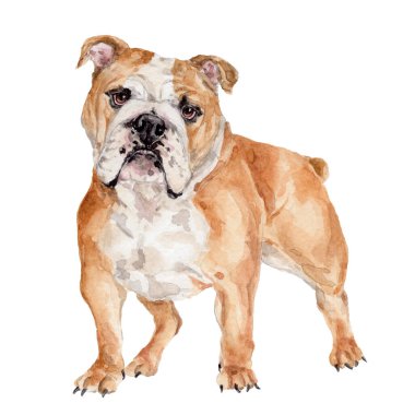 Suluboya el çizimi İngiliz bulldog cinsi köpek, beyaz izole edilmiş arka plan