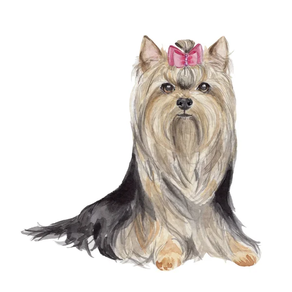 Aquarel Hand Tekenen Illustratie Met Yorkshire Terrier Roze Boog Met — Stockfoto