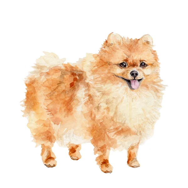 Akwarela Ręka Rysować Ilustrację Cute Ruda Pies Pomeranian Spitz Białym — Zdjęcie stockowe