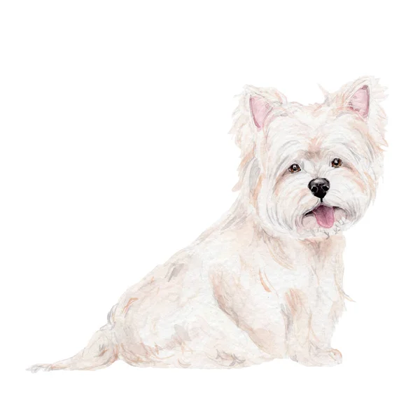Akwarela Ręka Rysować Ilustracja Rasą West Highland Biały Terrier Białym — Zdjęcie stockowe