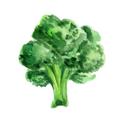 watercolor green cabbage isolated on white background