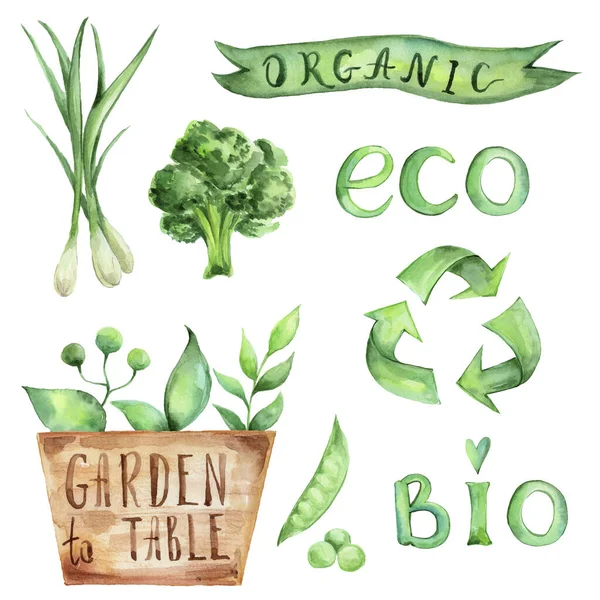 Watercolor Hand Drawn Eco Set Food Arrows Vegetables Plants — Stock Fotó