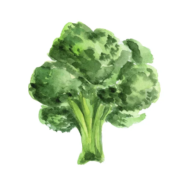 Watercolor Green Cabbage Isolated White Background — Stok Foto