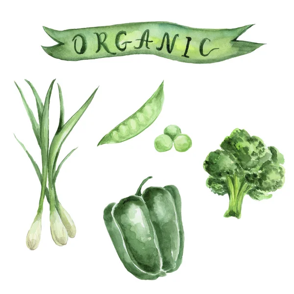 Akvarel Ručně Kreslená Sada Zelených Rostlin — Stock fotografie