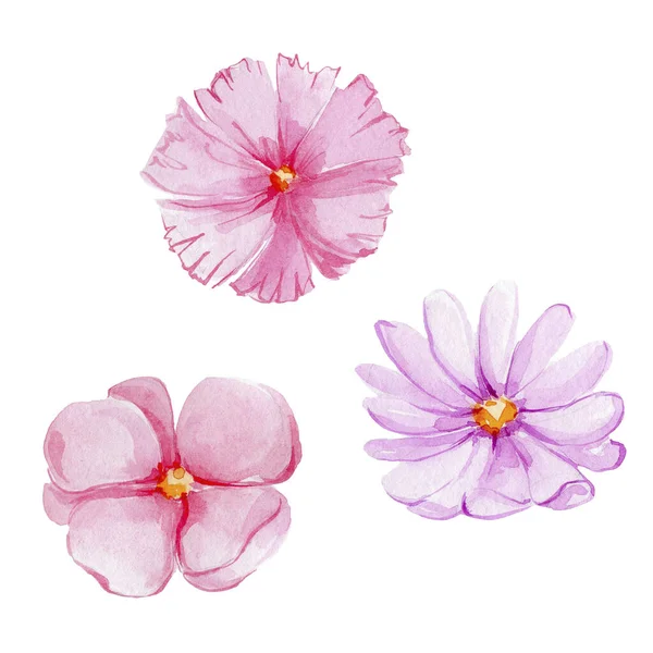 Watercolor Pink Flowers Isolated White Background — Stock Photo, Image