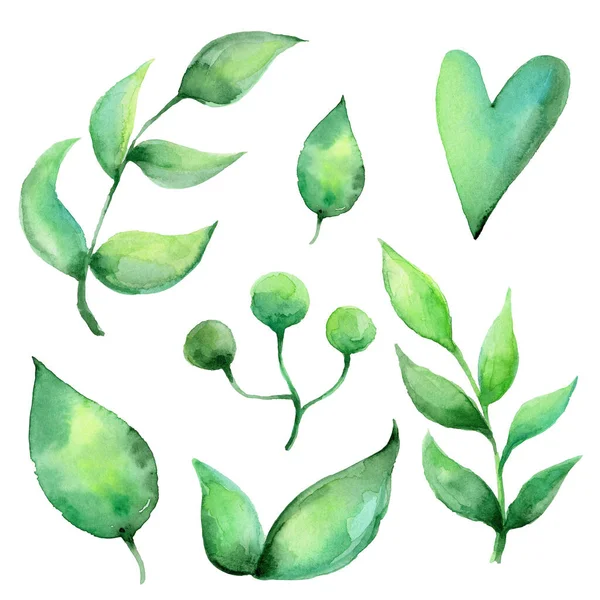 Watercolor Hand Drawn Plants Isolated White Background — Stock Photo, Image