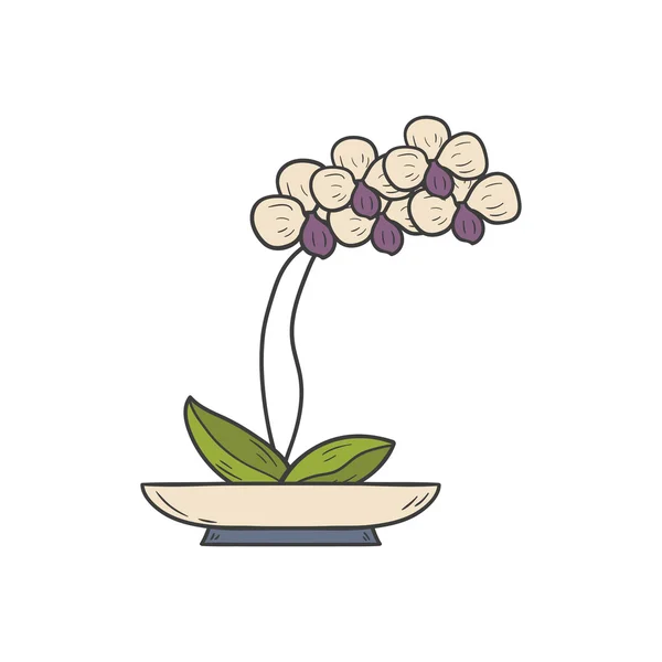 Vector de dibujos animados houseplant orquídea blanca — Vector de stock