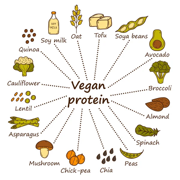 Set objek gambar tangan kartun pada tema sumber protein vegan: tofy, kedelai kacang dan susu, quinoa, lentil, chia. Konsep makanan vegetarian yang sehat - Stok Vektor