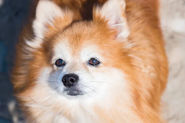 Pomeranya evcil köpeği. Köpek, vadiye ve denize bakan dağlarda doğada yürür.