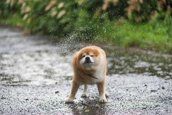Собака Стає Мокрим Під Дощем Вологий Собака Парку — стокове фото