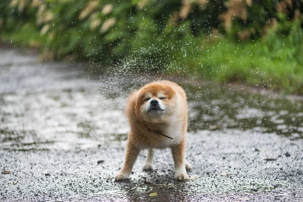 Perro Moja Bajo Lluvia Perro Mojado Parque — Foto de Stock