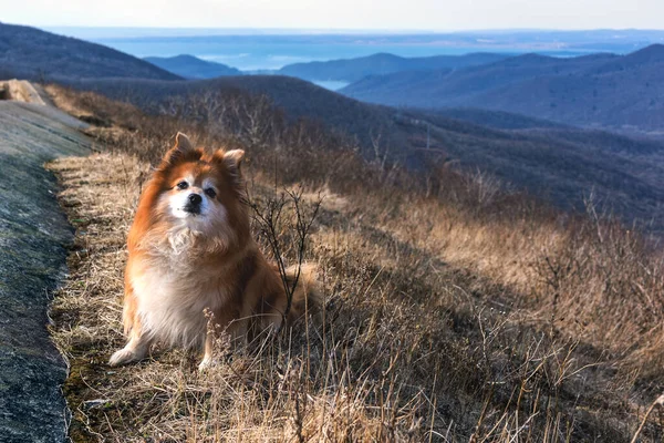 Pomeranian Domestic Dog Dog Walks Nature Mountains Overlooking Valley Sea — Stock Photo, Image