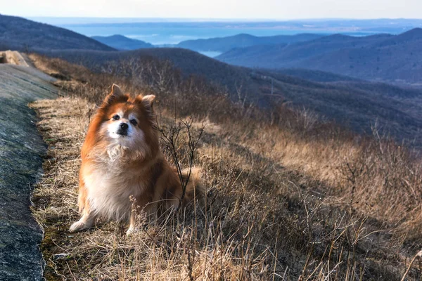 Pomeranya evcil köpeği. Köpek, vadiye ve denize bakan dağlarda doğada yürür.