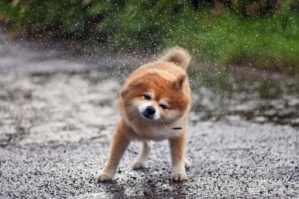 Köpek yağmurda ıslanmıştı.