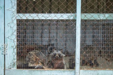 Hayvanat bahçesinde tutsak bir kafeste rakun.
