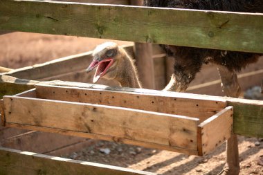 Doğadaki devekuşu kafasının yakın plan görüntüsü.