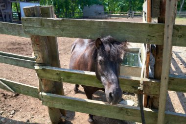 Çiftlikteki çayırlarda taylı atlar yürüyor. Yaklaş.