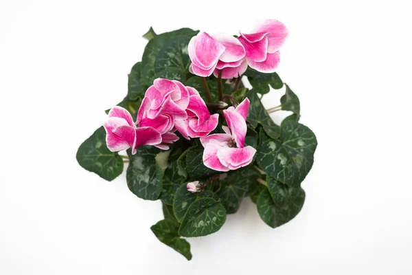 Photo of pink color Cyclomene persian flower pink color, top view, on a white background. Traditional medicine, herbal treatment. Cyclamen persicum. Close up