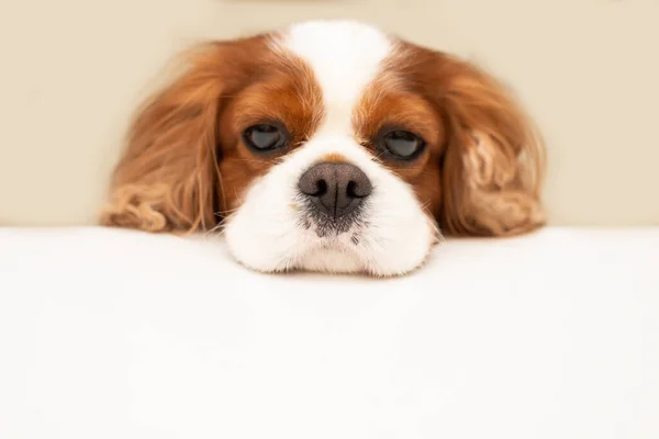 Grappige Pluizige Hond Cavalier Koning Charles Spaniel Kijkt Hopelijk Naar — Stockfoto