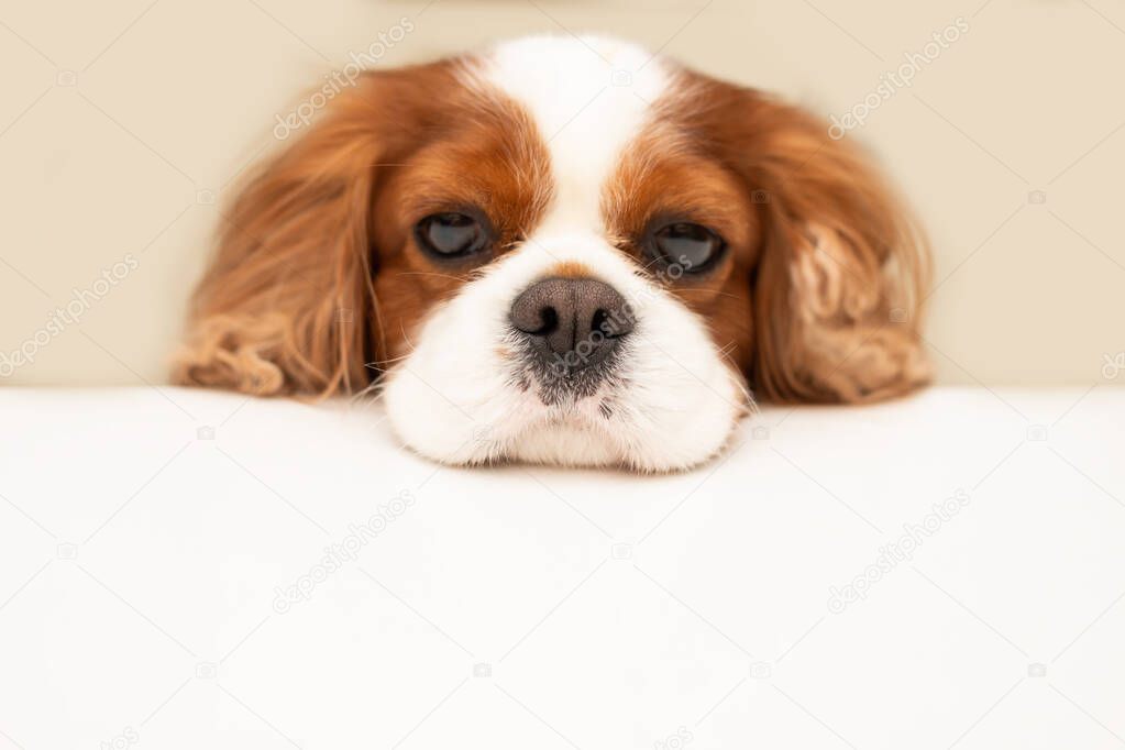 funny fluffy dog cavalier king charles spaniel looks hopefully at the empty copy space for text on a white table. Close-up photo