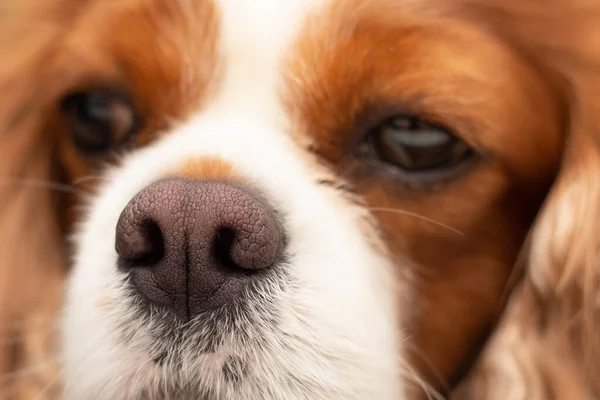 Close up of dark pink dry dog nose. Front view of dog head resting on table. Focus on nose. Relaxed red orange long hair cavalier king charles spaniel. Concept for superior sense of smell. — Stock Photo, Image