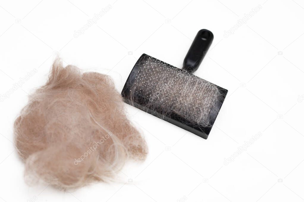 Photo of Brush for combing dogs and a pile of wool on a whitw background. The long coat of a red dog. Grooming services. Selective focus.