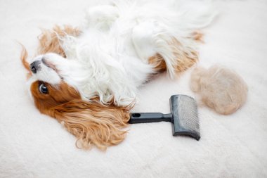 Köpek evcil hayvanı Şövalye Kral Charles Spaniel bir hayvan fırçasıyla fırçaladıktan sonra yatakta güneşleniyor. Yün dövüştürmek, hayvan derisi dökmek. Evcil hayvanlara bakma kavramı.