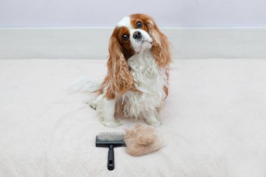 Köpek evcil hayvanı Kral Charles Spaniel, hayvan fırçasıyla tarama işleminden sonra kameraya yakından bakar. Yün dövüştürmek, hayvan derisi dökmek. Evcil hayvanlara bakma kavramı. Fotoğraf.