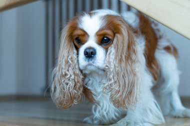 Şirin ve ciddi Şövalye Kral Charles Spaniel evinde avlanıyor. Köpek ağzını komik bir şekilde buruşturdu ve avlanmaya hazırlandı. Yakın plan fotoğraf. Yaşam biçimi