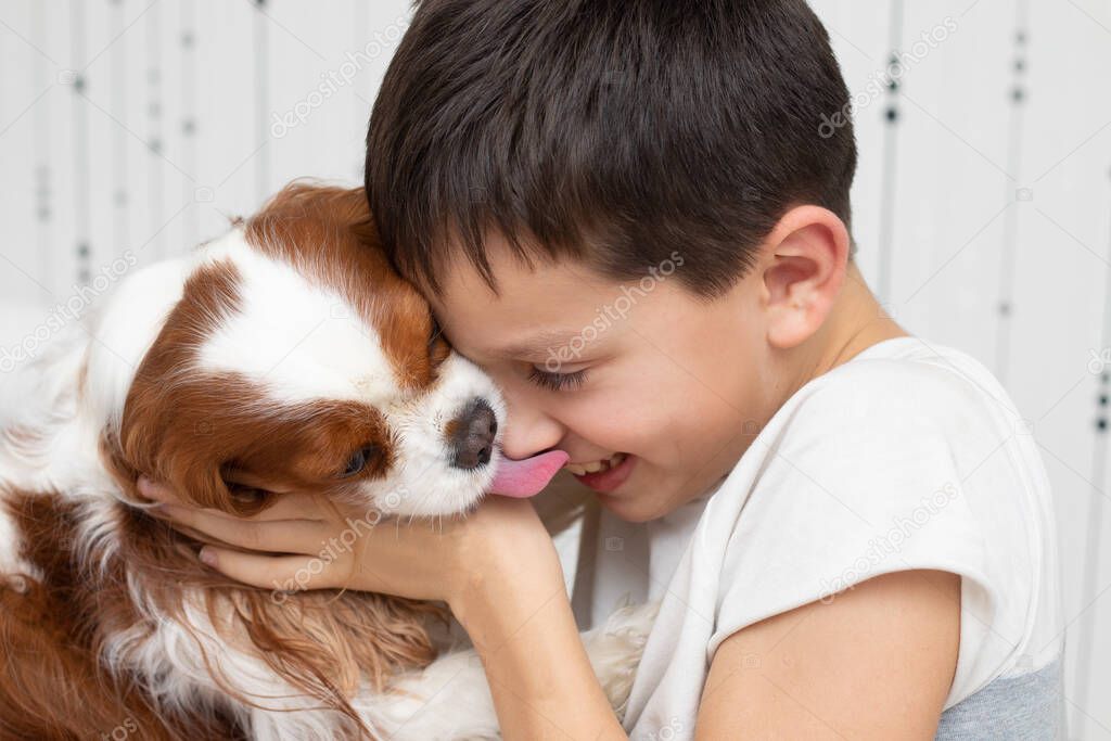 Dog Cavalier King Charles Spaniel licking his owner. Happy boy laughing while playing with his pet. Close-up photo