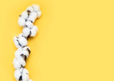 Pamuk çiçek topları yumuşak sarı arka planda dal üzerinde. Fotoğrafı kapat. Boşluğu kopyala