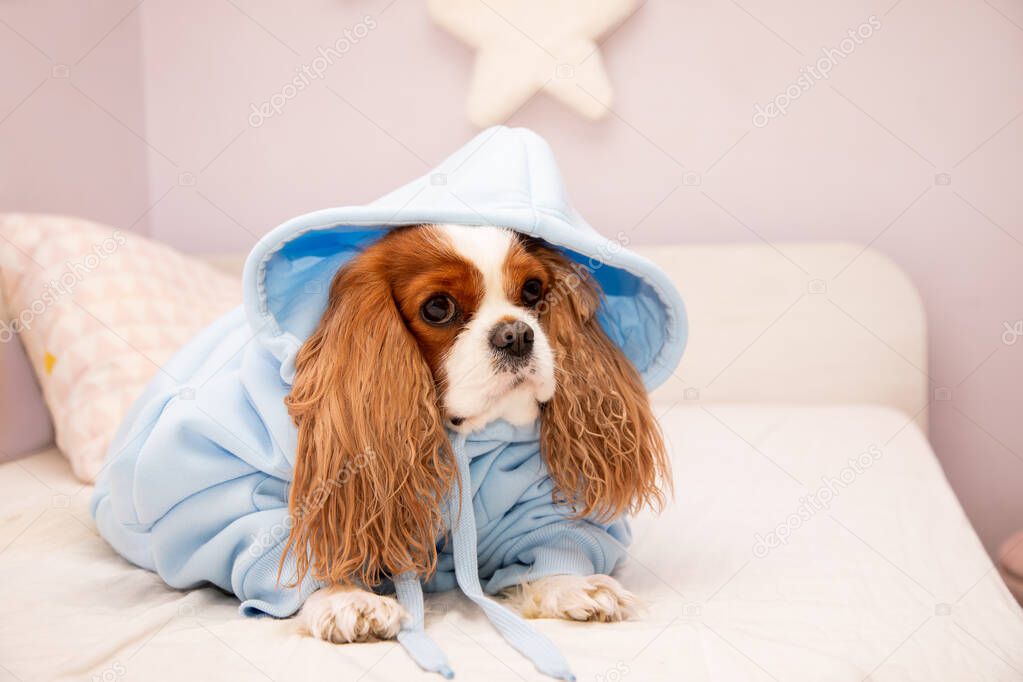 Pet dog Cavalier King Charles Spaniel in blue hoodie clothes on the bed in the bedroom. Cute mammal clothing concept. Close-up photo