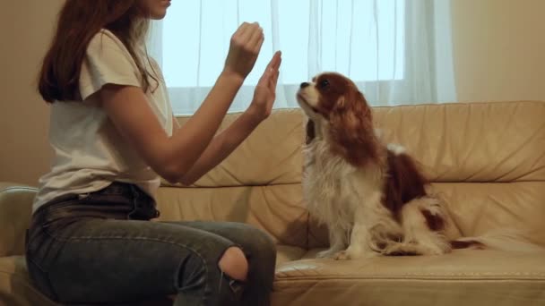 소녀는 소파에서 개에게 간식을 주면서 집에서 시킨다 카발리어 스페인 치료는 — 비디오
