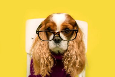 Sarı arka planda gözlük ve süveter takan uzun kulaklı safkan köpek portresi. Şövalye Kral Charles Spaniel stüdyoda sandalyeye oturur ve yüzünü çevirir. Boşluğu kopyala