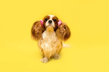 Evcil hayvan bakım salonundan sonra dişi köpek parti için toplandı. Kulaklar kuyruk şeklinde örülmüş. Espri fotoğrafı. Kavramsal portre. Şövalye Kral Charles Spaniel