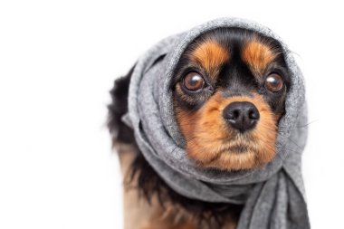 Üzgün köpek süvari kralı Charles Spaniel 'in kulakları ağrıyor. Kulaklar eşarpla bağlanmıştı. Hayvanlarda kulak iltihabı kavramı, kulak iltihabı medyası. Kopyalama alanı olan beyaz üzerine izole edilmiş