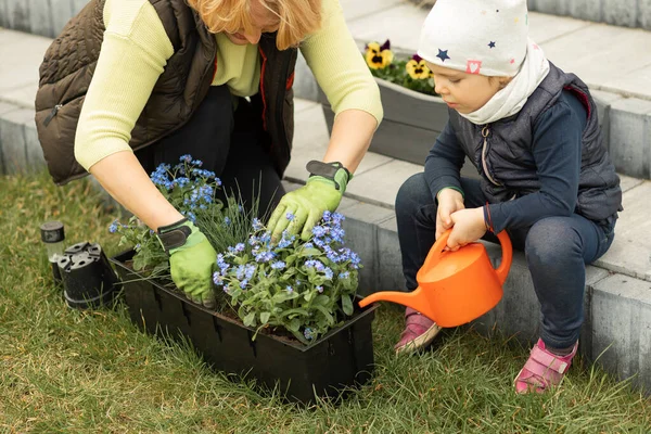 Mom and daughter spending time together in front or backyard of house, planting flowers, girl watering forget-me-nots with watering can, attracting children to homework